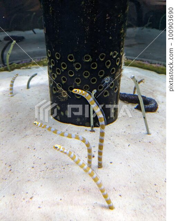 Chinese eel Chinese eel 100903690