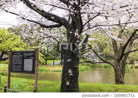Scenery with cherry blossoms (Kanagawa Prefecture, Yokohama City, Kanazawa Ward, Shomyoji Temple) Scenery with cherry blossoms (Kanagawa Prefecture, Yokohama City, Kanazawa Ward, Shomyoji Temple) 100903733