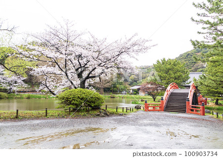 Scenery with cherry blossoms (Kanagawa Prefecture, Yokohama City, Kanazawa Ward, Shomyoji Temple) Scenery with cherry blossoms (Kanagawa Prefecture, Yokohama City, Kanazawa Ward, Shomyoji Temple) 100903734