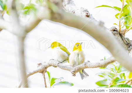 White-eye White-eye 100904023