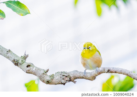 White-eye White-eye 100904024