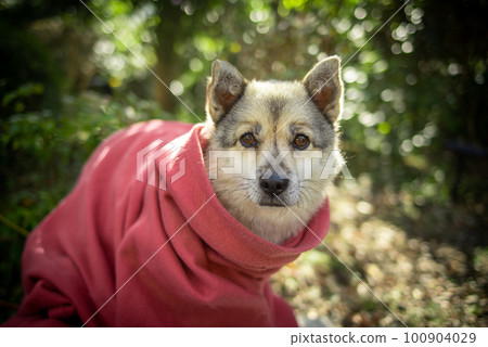 Hybrid dog 100904029