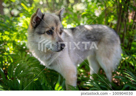 Hybrid dog 100904030