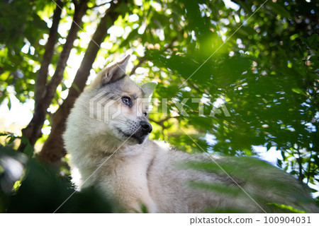 Hybrid dog 100904031