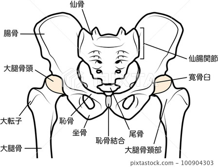 pelvis and hip joint 100904303