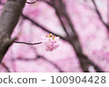 雨後的河津櫻花預示著春天的到來 100904428