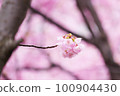 雨後的河津櫻花預示著春天的到來 100904430