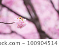 雨後的河津櫻花預示著春天的到來 100904514