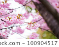 雨後的河津櫻花預示著春天的到來 100904517