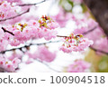 雨後的河津櫻花預示著春天的到來 100904518