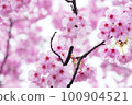 雨後的河津櫻花預示著春天的到來 100904521