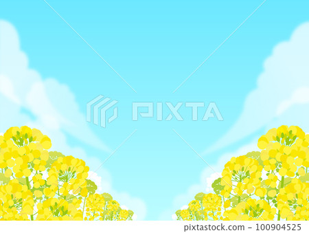 Landscape of rape blossoms and blue sky 100904525