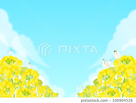 Landscape of rape blossoms, butterflies and blue sky 100904526