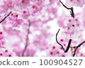 雨後的河津櫻花預示著春天的到來 100904527