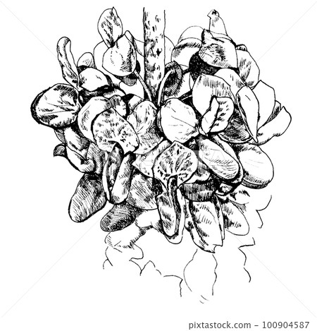 用筆劃的紫荊花(4月6日生花) 用筆劃的紫荊花(4月6日生花) 100904587