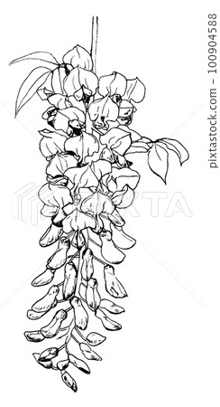 用筆劃的紫藤花(4月5日生花) 用筆劃的紫藤花(4月5日生花) 100904588