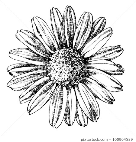 用鋼筆劃的瑪格麗特（生花4月4日） 100904589