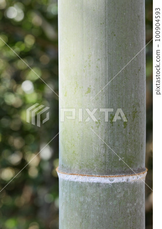 Bamboo close-up [Bamboo culm] 100904593