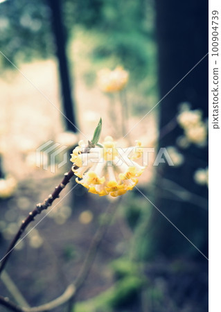 Yellow mitsumata flower blooming in Fudojiri 100904739