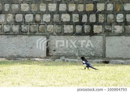 有喜鵲的風景 100904793