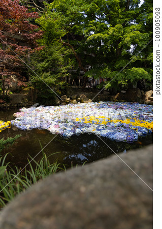 茨城縣天引觀音的繡球花景觀 茨城縣天引觀音的繡球花景觀 100905098