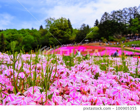 公園裡盛開的芝櫻 100905355
