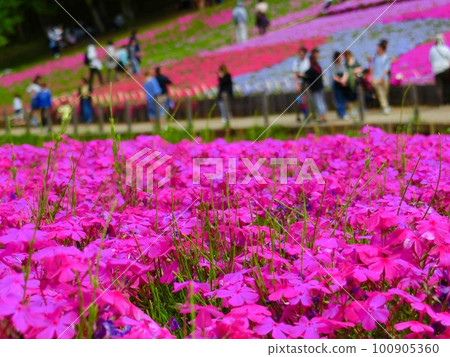 公園裡盛開的芝櫻 100905360