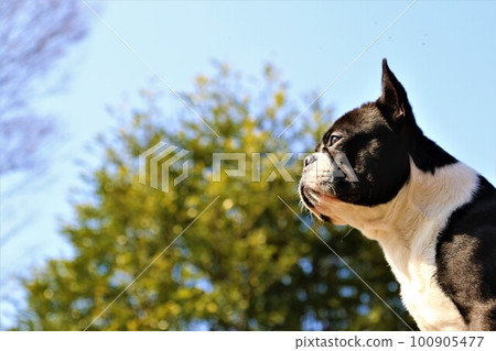 A Boston Terrier staring at the green leaves under the blue sky with a pleasant feeling ♡ Mighty's profile A Boston Terrier staring at the green leaves under the blue sky with a pleasant feeling ♡ Mighty's profile 100905477