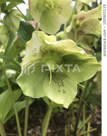 白色聖誕玫瑰的臉 100905519