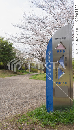 【千葉縣千葉市】大弓野四季路/春路(有吉公園附近)和櫻花 【千葉縣千葉市】大弓野四季路/春路(有吉公園附近)和櫻花 100905565