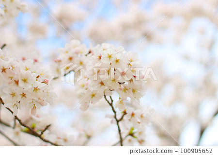 簡單易用的櫻花照片 簡單的樹枝 Someiyoshino 100905652