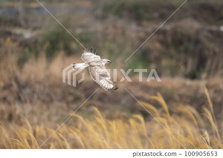 圖解日本鷹鳥冬季在河床上覓食 03 100905653