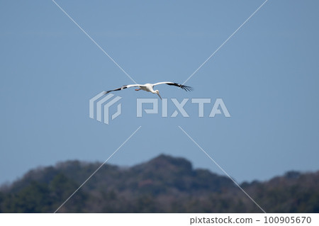A stork flying against the blue sky in early spring A stork flying against the blue sky in early spring 100905670