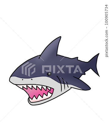 Illustration of a shark seen from the front Illustration of a shark seen from the front 100905734
