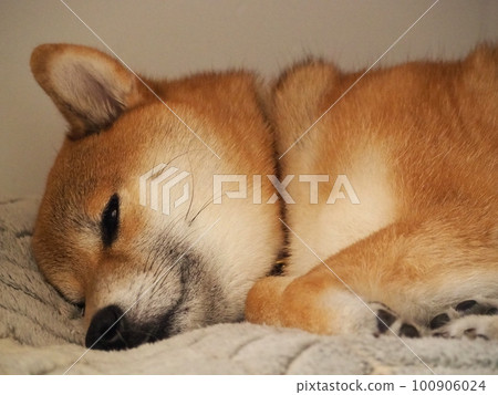 Shiba Inu taking a nap Shiba Inu taking a nap 100906024