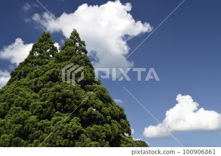 Totoro tree 100906861