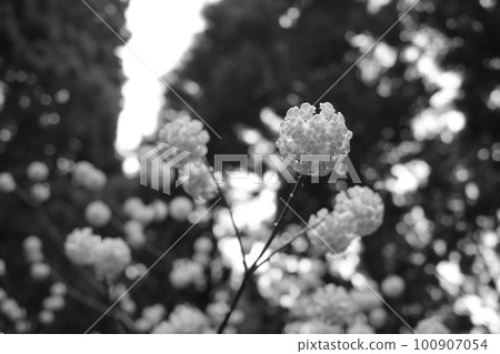 單色拍攝的盛開的 Mitsumata 單色拍攝的盛開的 Mitsumata 100907054