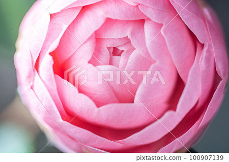 Pink maiden camellia Pink maiden camellia 100907139