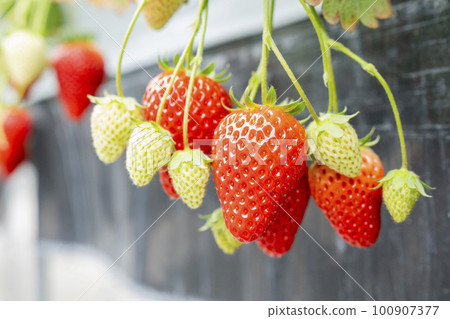 宮城縣山本市紅草莓水果之家草莓草莓採摘 宮城縣山本市紅草莓水果之家草莓草莓採摘 100907377