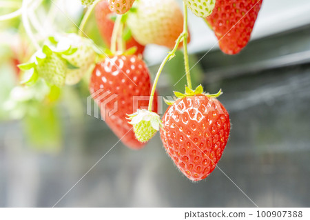 Red strawberry fruit House strawberry strawberry picking Yamamoto Town, Miyagi Prefecture 100907388