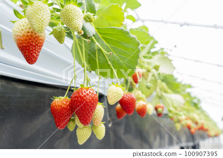 Red strawberry fruit House strawberry strawberry picking Yamamoto Town, Miyagi Prefecture Red strawberry fruit House strawberry strawberry picking Yamamoto Town, Miyagi Prefecture 100907395