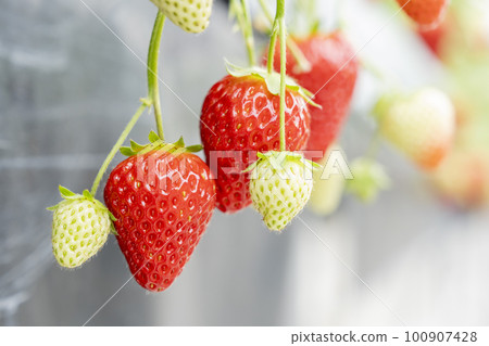 宮城縣山本市紅草莓水果之家草莓草莓採摘 100907428