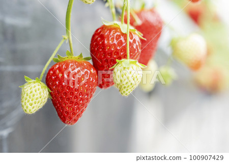 宮城縣山本市紅草莓水果之家草莓草莓採摘 宮城縣山本市紅草莓水果之家草莓草莓採摘 100907429