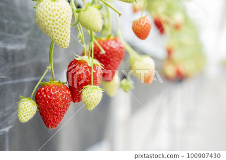 Red strawberry fruit House strawberry strawberry picking Yamamoto Town, Miyagi Prefecture 100907430