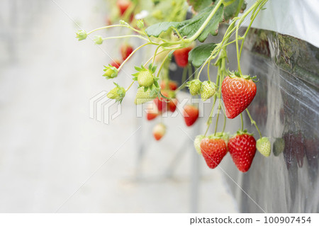 Red strawberry fruit House strawberry strawberry picking Yamamoto Town, Miyagi Prefecture 100907454