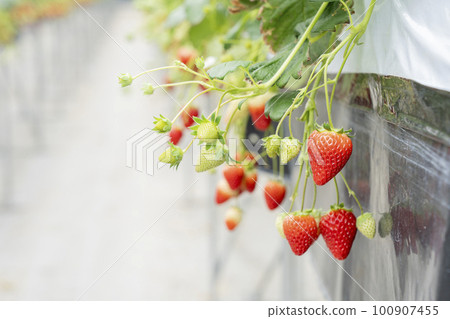 Red strawberry fruit House strawberry strawberry picking Yamamoto Town, Miyagi Prefecture Red strawberry fruit House strawberry strawberry picking Yamamoto Town, Miyagi Prefecture 100907455
