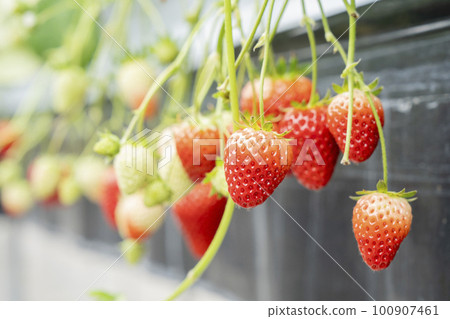 Red strawberry fruit House strawberry strawberry picking Yamamoto Town, Miyagi Prefecture Red strawberry fruit House strawberry strawberry picking Yamamoto Town, Miyagi Prefecture 100907461