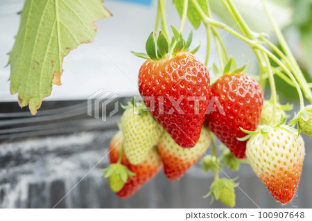 宮城縣山本市紅草莓水果之家草莓草莓採摘 宮城縣山本市紅草莓水果之家草莓草莓採摘 100907648