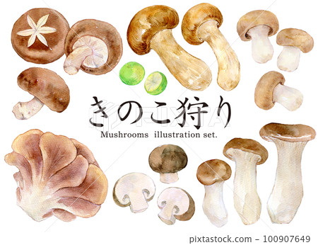 水彩插圖集蘑菇採摘 100907649