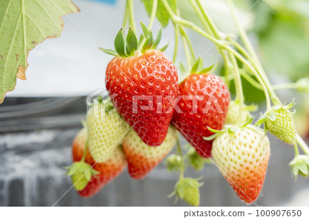 宮城縣山本市紅草莓水果之家草莓草莓採摘 宮城縣山本市紅草莓水果之家草莓草莓採摘 100907650